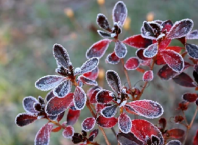 Kdy jsou ledoví (zmrzlí) muži v roce 2026?