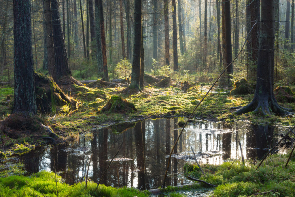 Białowież